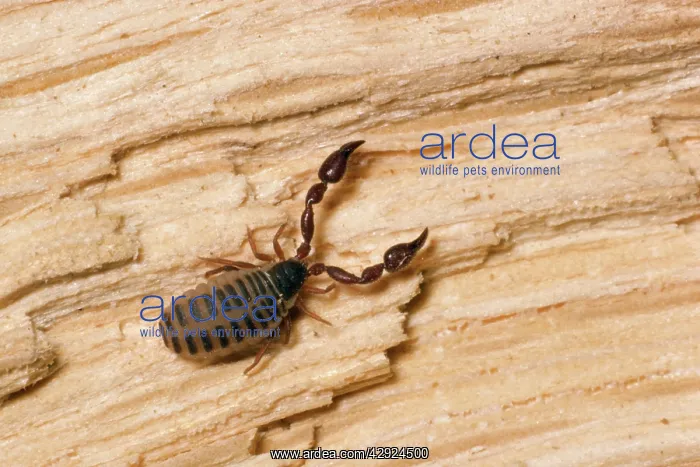 : PSEUDOSCORPION : PSEUDOSCORPION