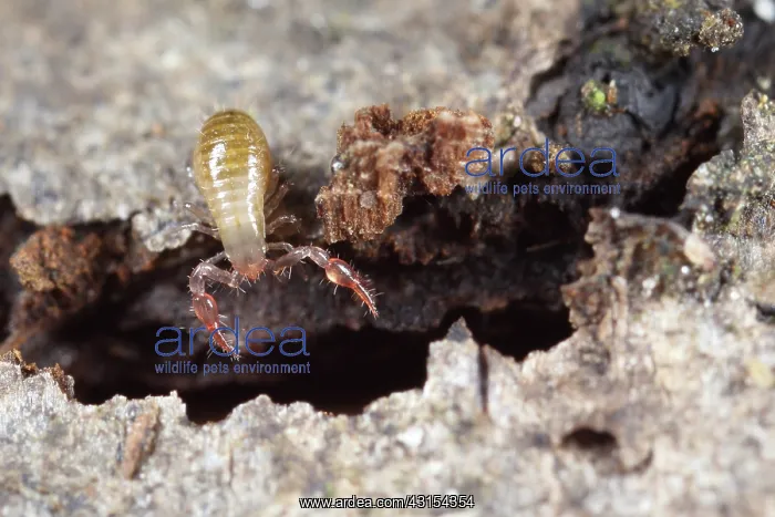 : Pseudoscorpion : Pseudoscorpion