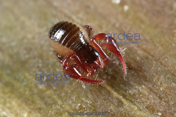 : Pseudoscorpion : Pseudoscorpion
