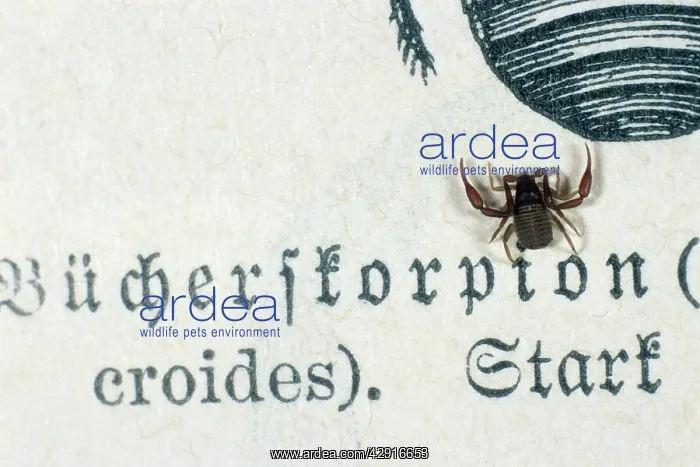 : Pseudoscorpion / Book Scorpion - on book page : Pseudoscorpion / Book Scorpion - on book page