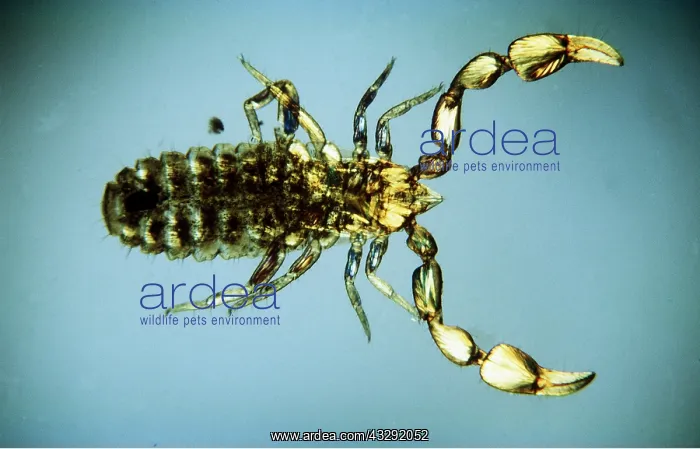 : PSEUDOSCORPION / Common Book Scorpion - (x15) : PSEUDOSCORPION / Common Book Scorpion - (x15)