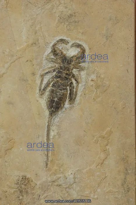: Pseudoscorpion Fossil : Pseudoscorpion Fossil
