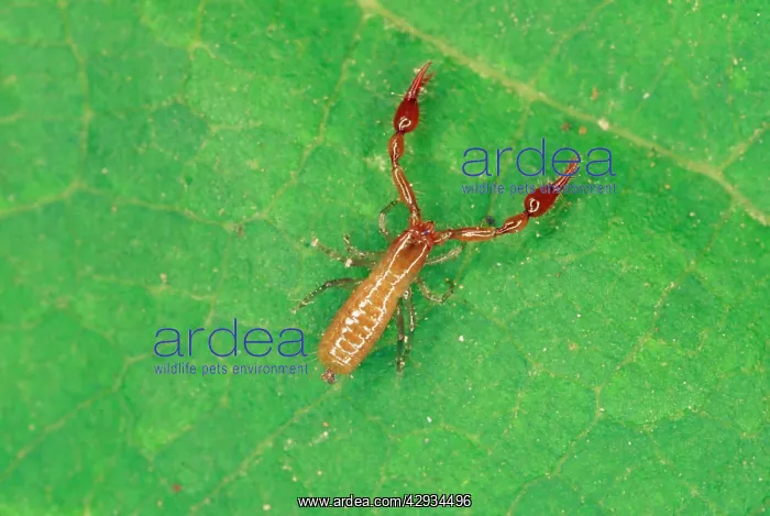 : Pseudoscorpion - from leaf litter : Pseudoscorpion - from leaf litter