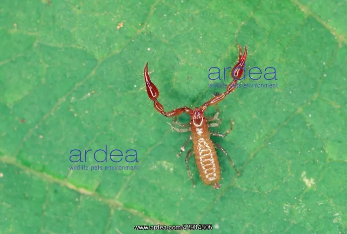 : Pseudoscorpion - from leaf litter
