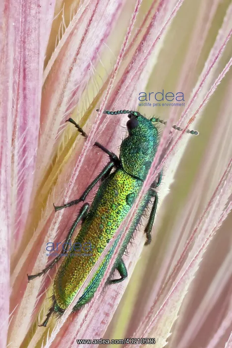 : Psilothrix is a genus of soft winged flower beet : Psilothrix is a genus of soft winged flower beet