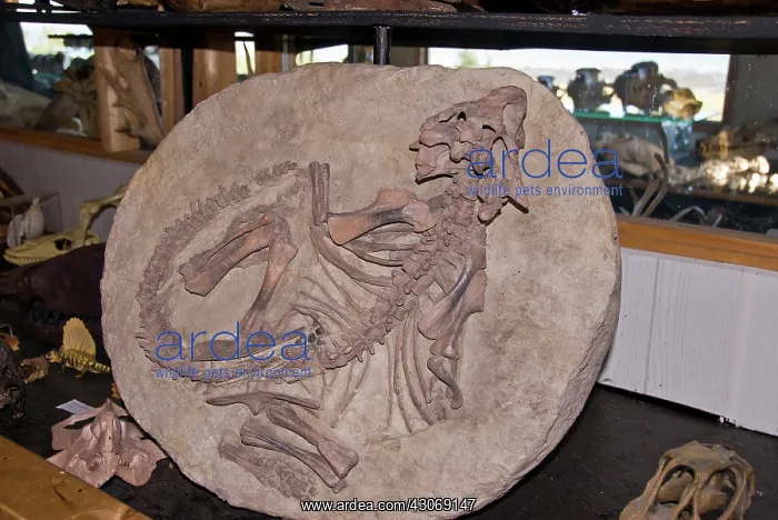 : Psittacosaurus : Psittacosaurus