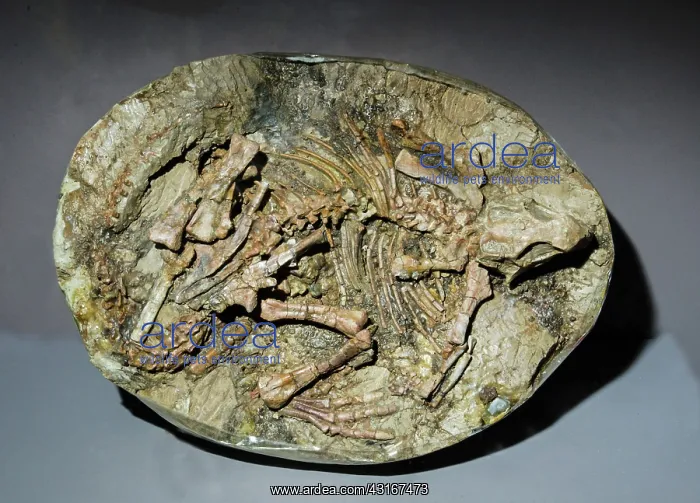 : Psittacosaurus Dinosaur Embryo in Egg Fossil : Psittacosaurus Dinosaur Embryo in Egg Fossil