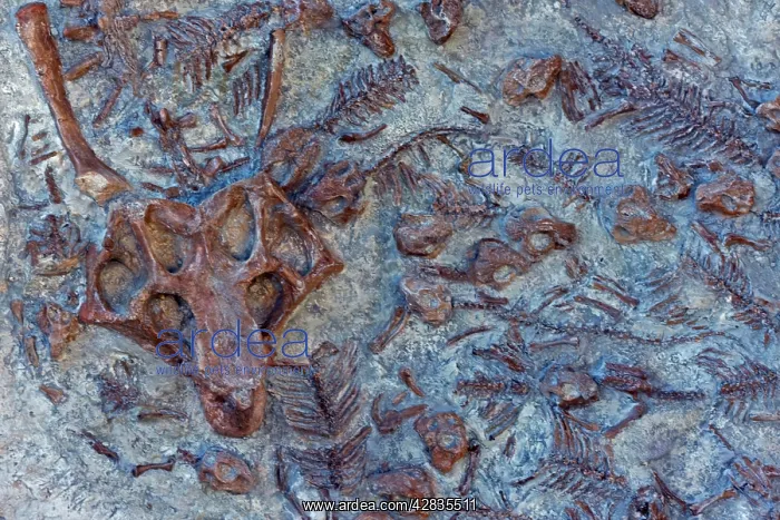 : Psittacosaurus Nest : Psittacosaurus Nest