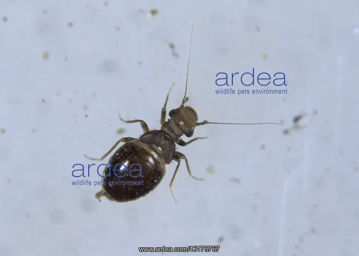 : Psocid louse : Psocid louse