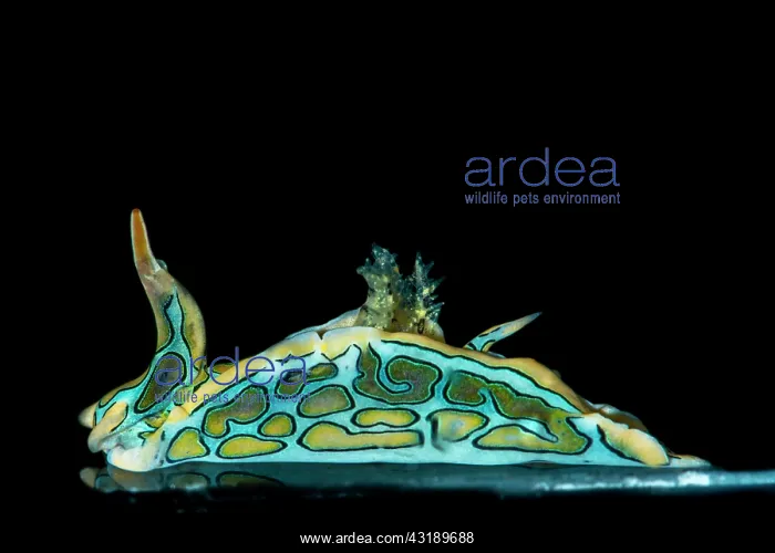 : Psychedelic batwing slug (Sagaminopteron psychedelicum) : Psychedelic batwing slug (Sagaminopteron psychedelicum)