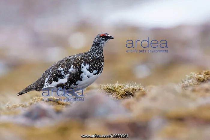 : Ptarmigan - adult male in summer plumage : Ptarmigan - adult male in summer plumage