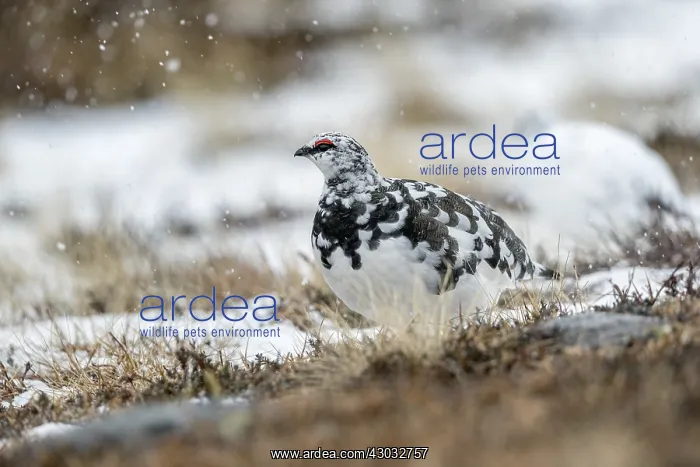 : Ptarmigan - Cairngorm - Scotland - UK : Ptarmigan - Cairngorm - Scotland - UK
