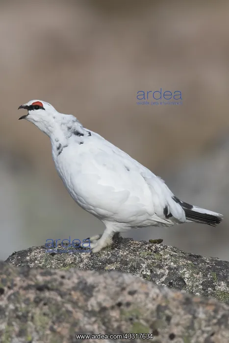  : Ptarmigan - calling male in winter plumage - Cairngorms