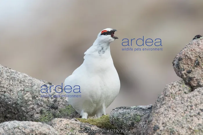: Ptarmigan - calling male in winter plumage - Cairngorms Nati : Ptarmigan - calling male in winter plumage - Cairngorms Nati