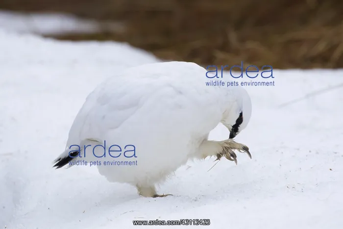 : Ptarmigan - cock preening in winter plumage - Iceland : Ptarmigan - cock preening in winter plumage - Iceland