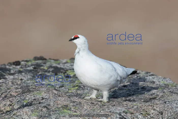 : Ptarmigan cock winter : Ptarmigan cock winter
