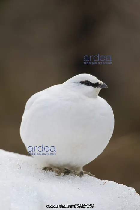  : Ptarmigan - cock in winter plumage - Iceland