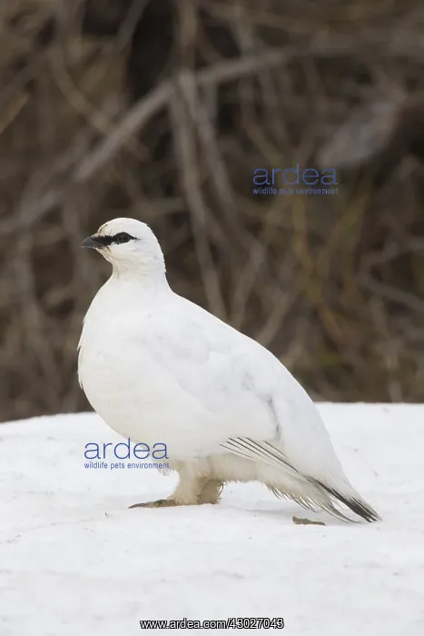  : Ptarmigan - cock in winter plumage - Iceland