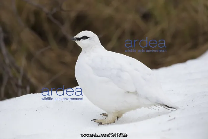 : Ptarmigan - cock in winter plumage - Iceland : Ptarmigan - cock in winter plumage - Iceland