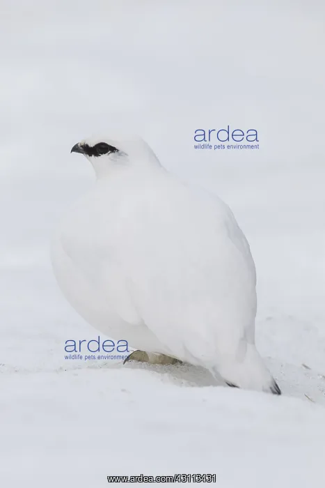 : Ptarmigan - cock in winter plumage - Iceland : Ptarmigan - cock in winter plumage - Iceland