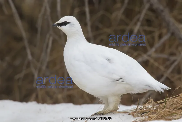  : Ptarmigan - cock in winter plumage - Iceland