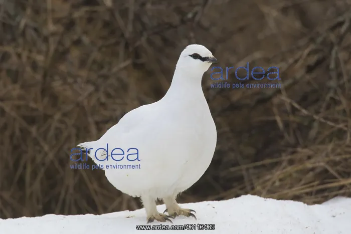  : Ptarmigan - cock in winter plumage - Iceland