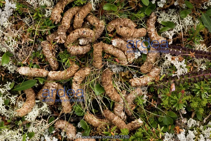 : Ptarmigan droppings : Ptarmigan droppings
