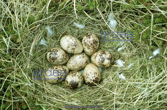  : Ptarmigan Eggs - In Nest