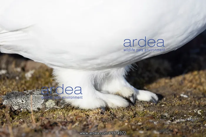 : Ptarmigan feet : Ptarmigan feet