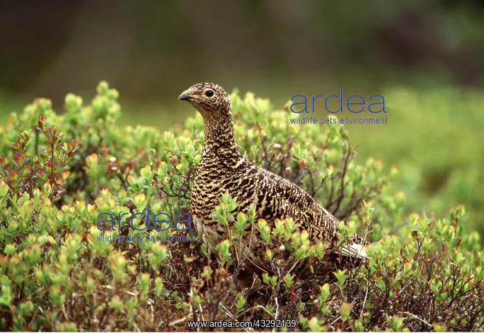 : PTARMIGAN - female : PTARMIGAN - female