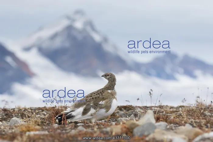 : Ptarmigan - female in autumn - Svalbard, Norway : Ptarmigan - female in autumn - Svalbard, Norway