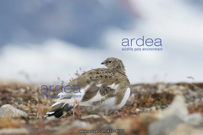 : Ptarmigan - female in autumn - Svalbard, Norway : Ptarmigan - female in autumn - Svalbard, Norway