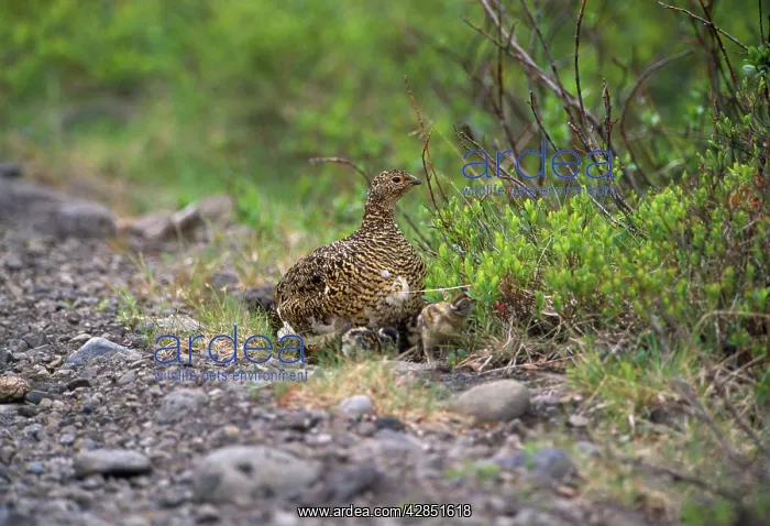 : Ptarmigan - female with chicks : Ptarmigan - female with chicks