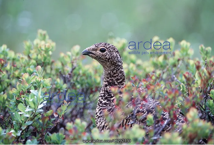 : PTARMIGAN - female, close-up camouflage : PTARMIGAN - female, close-up camouflage
