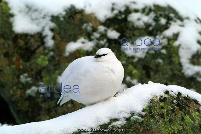 : Ptarmigan - female, in winter plumage : Ptarmigan - female, in winter plumage