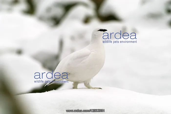 : Ptarmigan - female, in winter plumage : Ptarmigan - female, in winter plumage