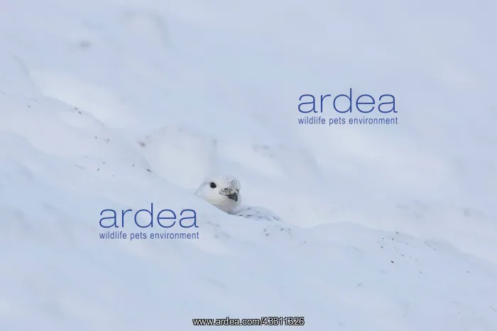 : Ptarmigan - female in winter plumage - Cairngorms : Ptarmigan - female in winter plumage - Cairngorms