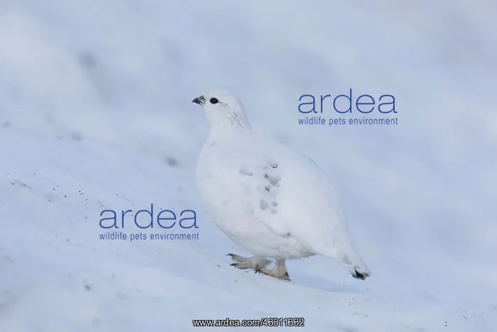 : Ptarmigan - female in winter plumage - Cairngorms : Ptarmigan - female in winter plumage - Cairngorms