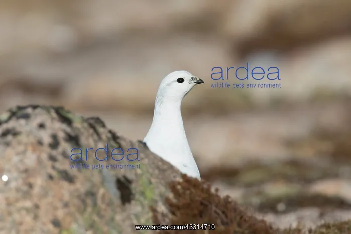 : Ptarmigan - female in winter plumage - Cairngorms, Scotland : Ptarmigan - female in winter plumage - Cairngorms, Scotland