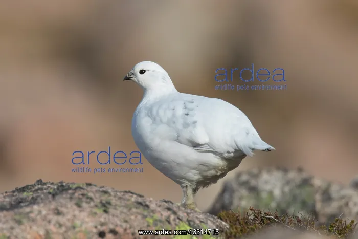 : Ptarmigan - female in winter plumage - Cairngorms, Scotland : Ptarmigan - female in winter plumage - Cairngorms, Scotland