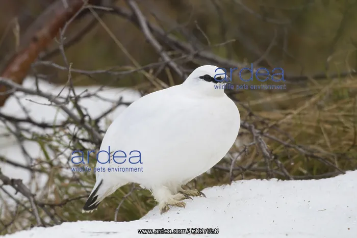 : Ptarmigan - female in winter plumage - Iceland : Ptarmigan - female in winter plumage - Iceland