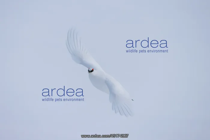 : Ptarmigan flight : Ptarmigan flight