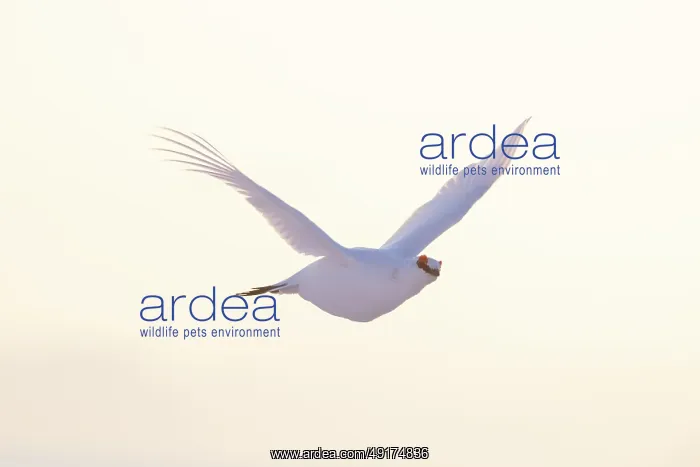 : Ptarmigan flight : Ptarmigan flight