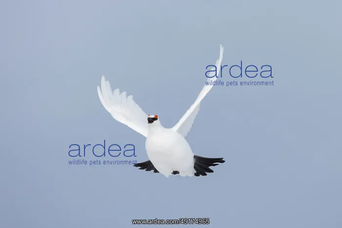 : Ptarmigan flight : Ptarmigan flight