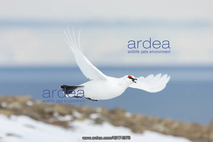 : Ptarmigan flight : Ptarmigan flight