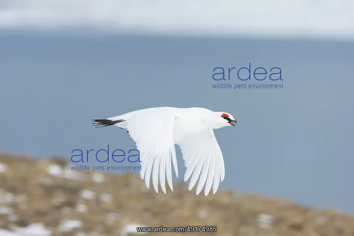 : Ptarmigan flight : Ptarmigan flight