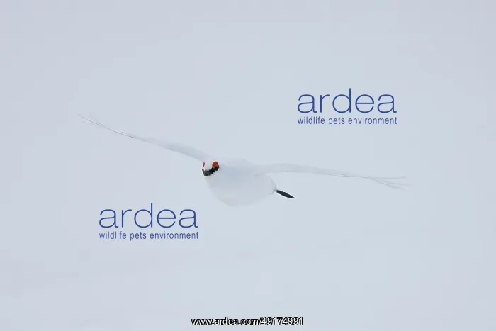 : Ptarmigan flight : Ptarmigan flight