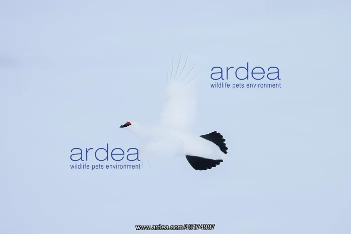  : Ptarmigan flight