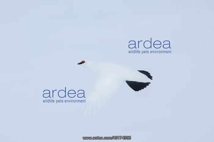 : Ptarmigan flight : Ptarmigan flight