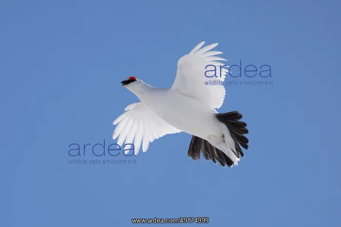 : Ptarmigan flight : Ptarmigan flight
